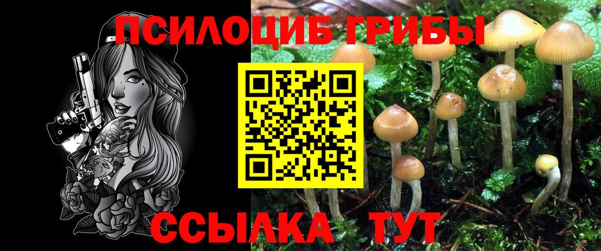 Галлюциногенные грибы Psilocybine cubensis Якутск