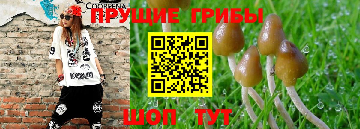 Галлюциногенные грибы Magic Shrooms  Вход с VPN  Якутск  Галлюциногенные грибы GOLDEN TEACHER 